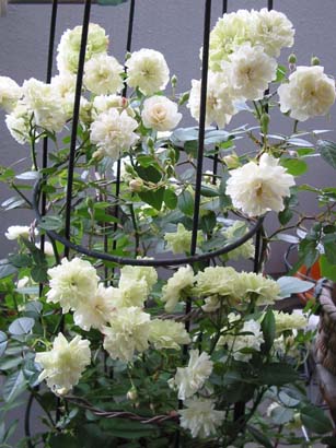 薔薇盛り!