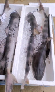 海産物