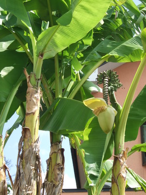 近所のバナナの木
