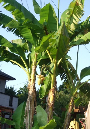 近所のバナナの木