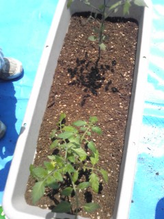 ミニトマトを植えよう!
