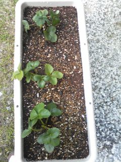 いちごの苗植え