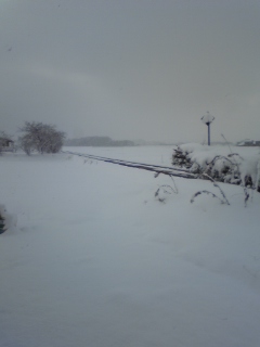 おお!雪や~