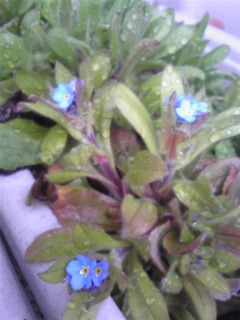 我が家のお花たち