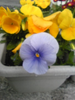 我が家のお花たち