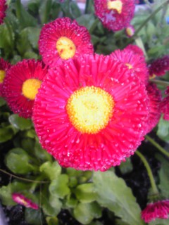 我が家のお花たち