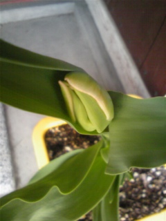 我が家のお花たち