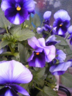 我が家のお花たち