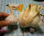にんにくです♪