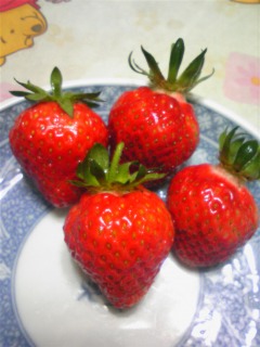 2011 いちご収穫