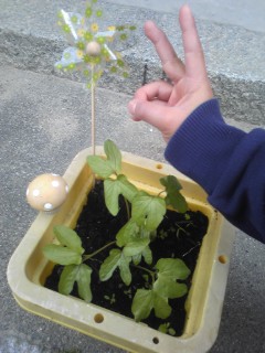 芽がでた!成長中