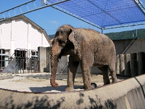 京都市動物園