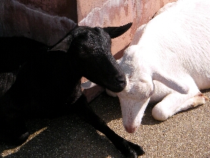 京都市動物園