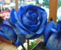 青いバラ
