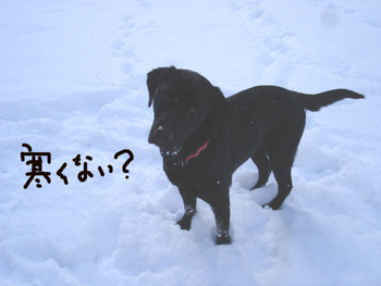 雪が積もりました。