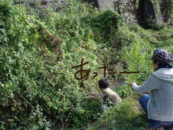 月とあそぶ展 山の草花採集