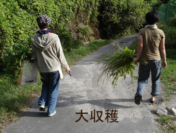 月とあそぶ展 山の草花採集