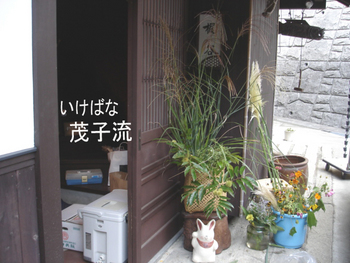 月とあそぶ展 山の草花採集