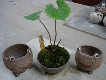 水無月展 寄せ植え&苔玉 ワークショップ