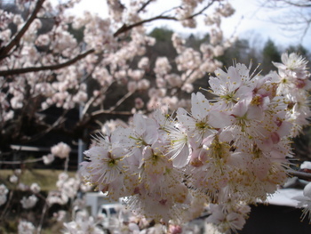 桜 咲きました