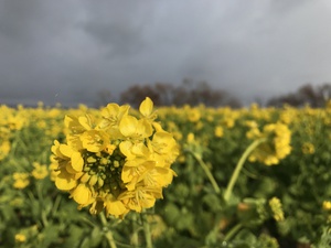 菜の花畑 菜の花畑
