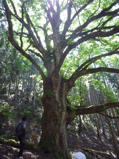 栃の巨木見学ツアー