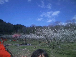 梅の花
