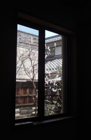 花見?