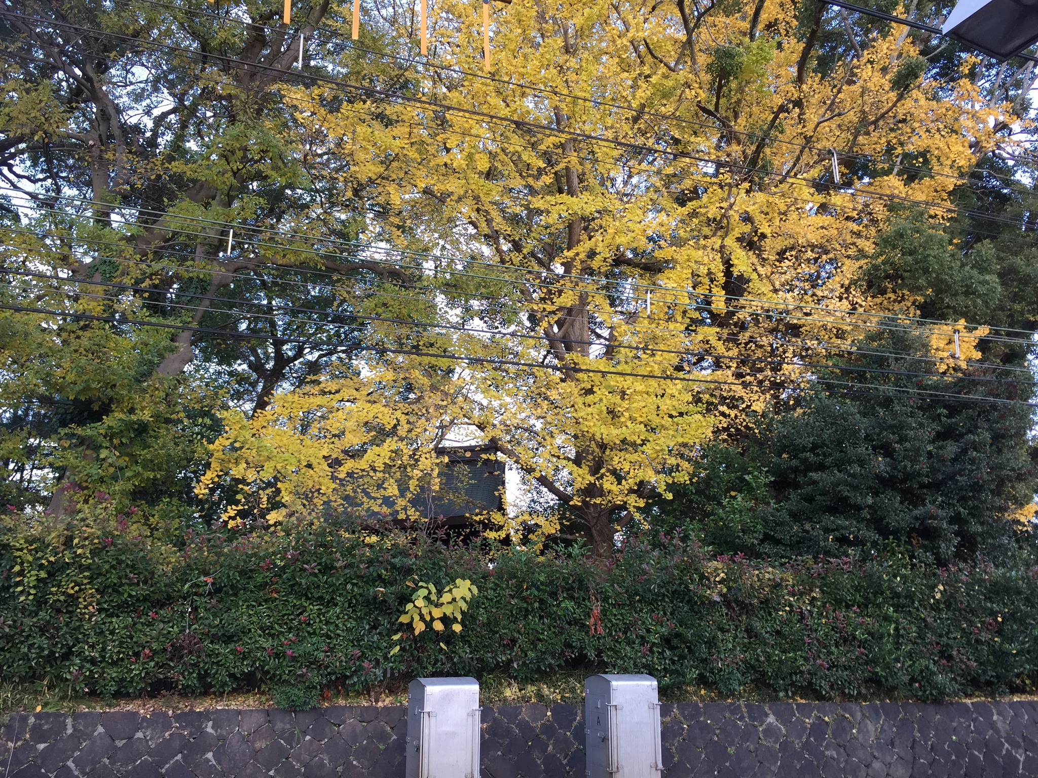 紅葉ラスト 紅葉ラスト
