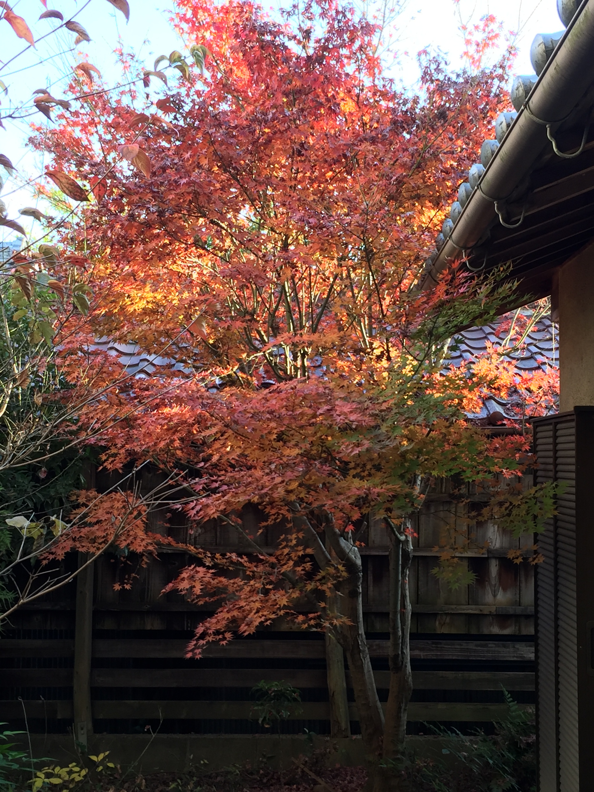 紅葉ラスト 紅葉ラスト