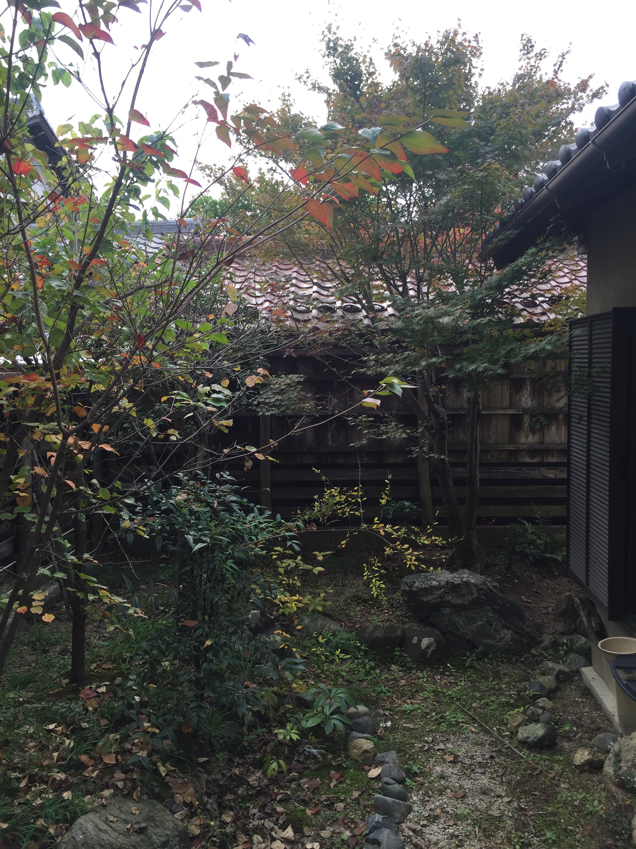紅葉進んだ! 紅葉進んだ!