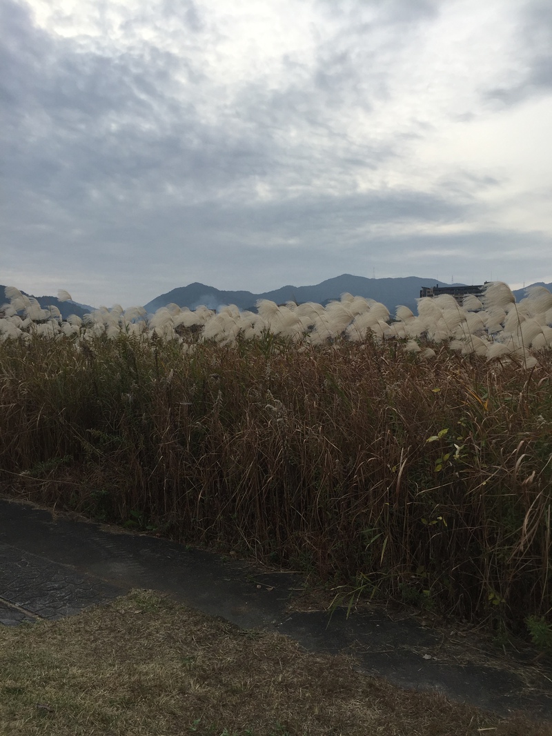 瀬田川沿いの唐橋公園 瀬田川沿いの唐橋公園