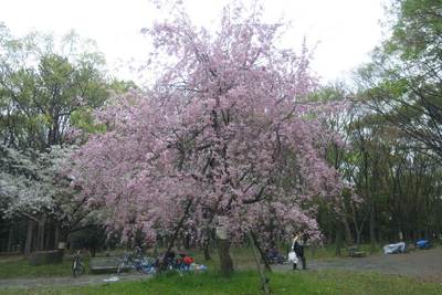 大阪城公園で花見