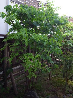 葉っぱがでかい!