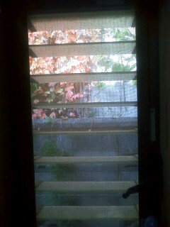 紅葉の朝