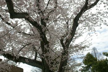 お花見at膳所公園