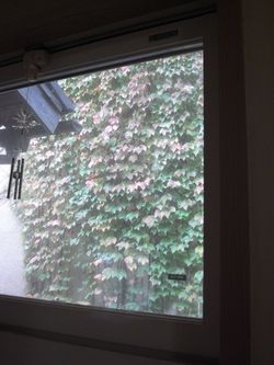 本日の紅葉