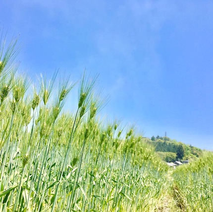 青い麦畑１