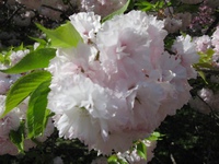 京都御苑に「染井吉野」の桜は無い