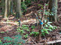 城山裾野のコクラン 城山裾野のコクラン