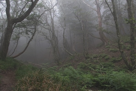霧に覆われた比良山系の烏谷山 霧に覆われた比良山系の烏谷山