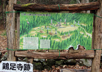 己高山の巨木「逆杉」を探しに 己高山の巨木「逆杉」を探しに