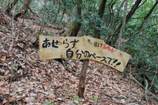 己高山の巨木「逆杉」を探しに 己高山の巨木「逆杉」を探しに