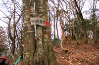 己高山の巨木「逆杉」を探しに 己高山の巨木「逆杉」を探しに