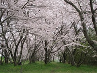 圧巻の桜満開・・・