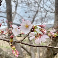 桜の季節ですね。 桜の季節ですね。