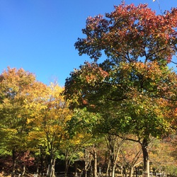 紅葉☆ 紅葉☆