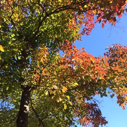 紅葉☆ 紅葉☆