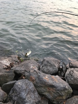 釣ってしまいました☆ 釣ってしまいました☆