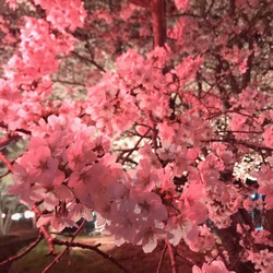 お花見♪ お花見♪